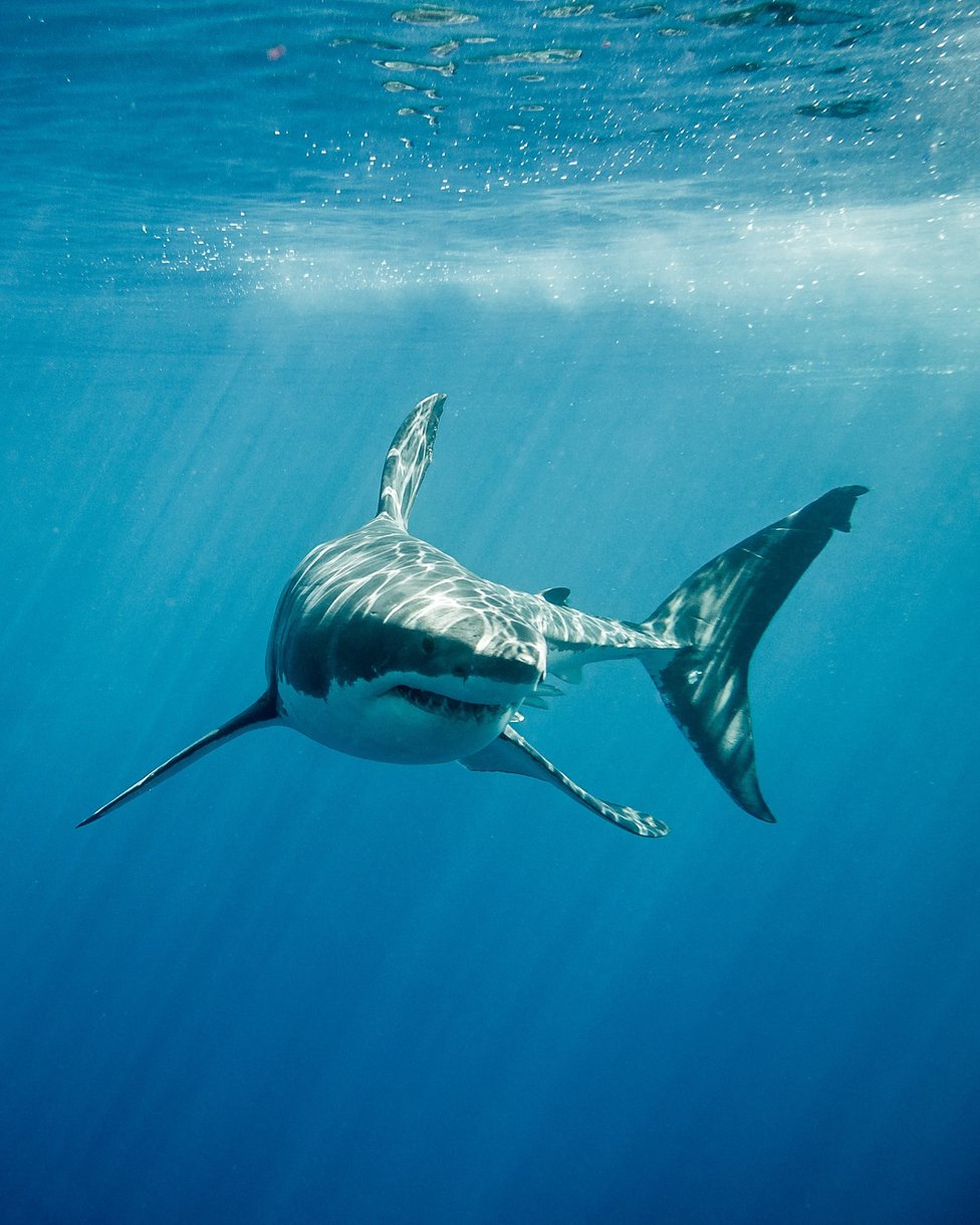 A great white shark swimming towards the camera through sunlit blue water