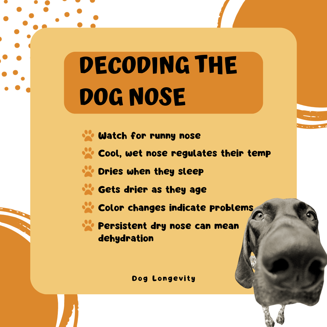 Decoding Your Dog's Nose