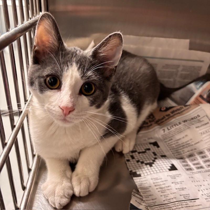 Adoptable kitten ID 827267