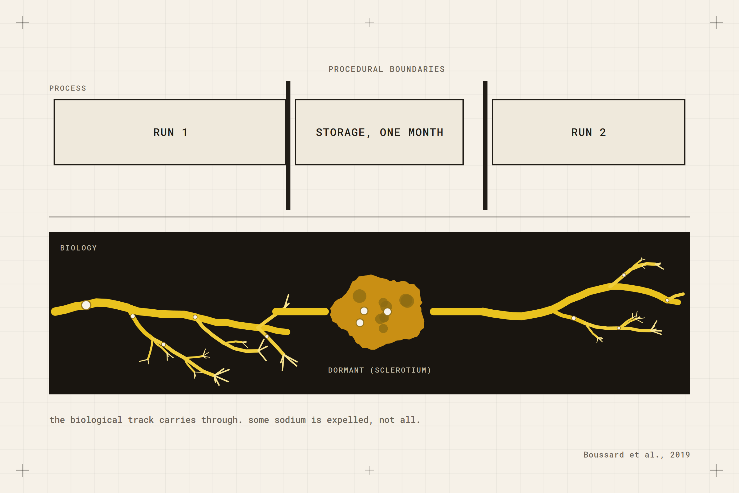 A pause is not a reset: sclerotium dormancy carrying an earlier exposure across a break.