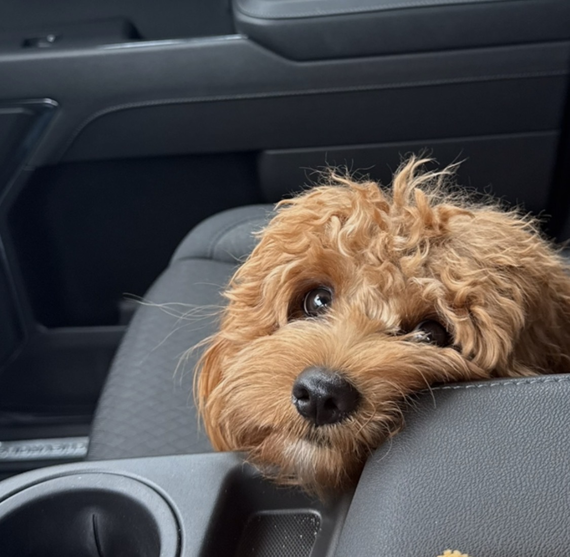 Charlie the Cavapoo — The Beltline Brief