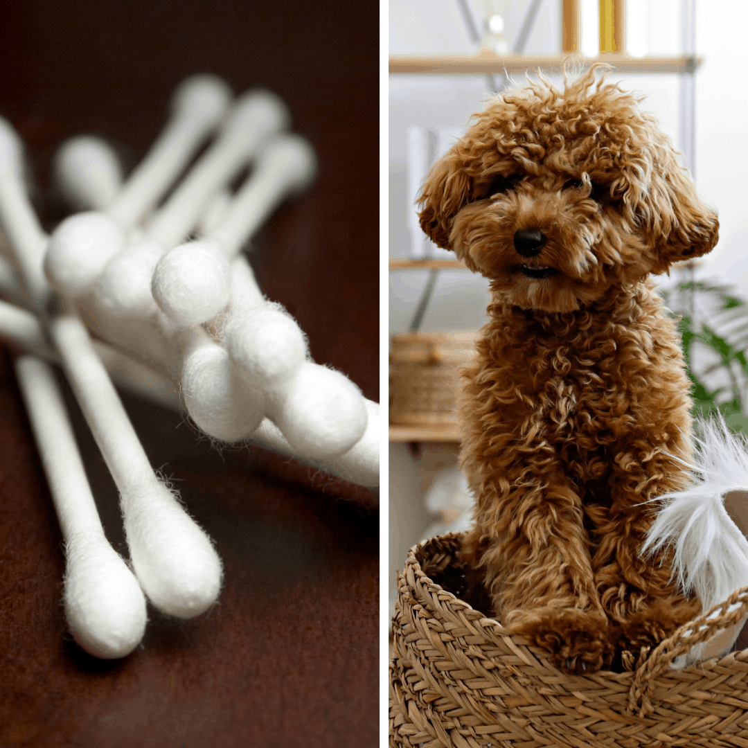 My Dog Ate a QTip [What to Do!?]
