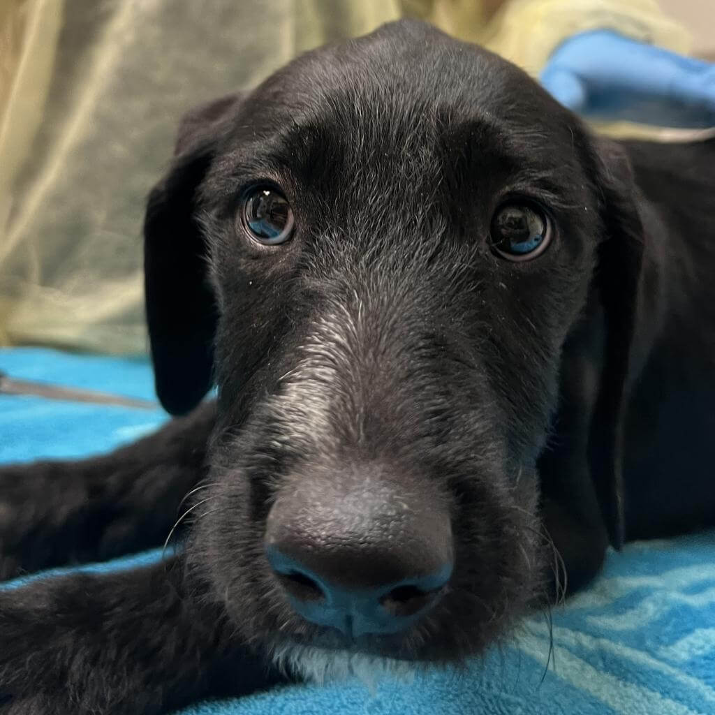 Trombone at the Humane Society of Utah before her Slumber Party Weekend