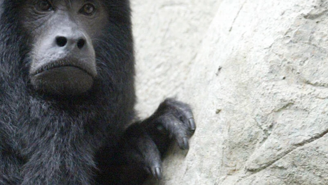 Monkeypaw wishes