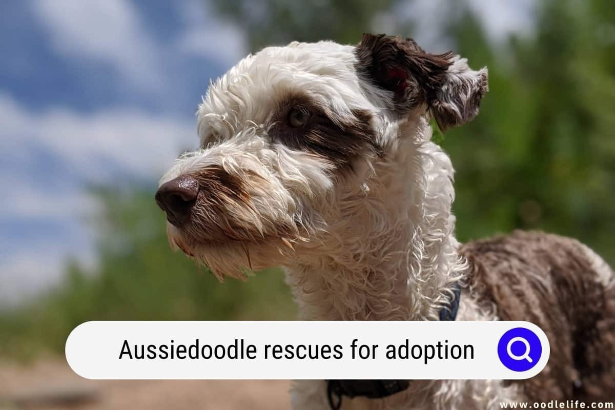 Aussiedoodle Rescues for Adoption – Top 5 Picks! (2024)