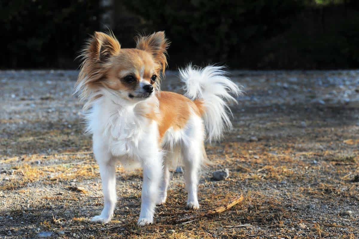 Do chihuahuas shed 