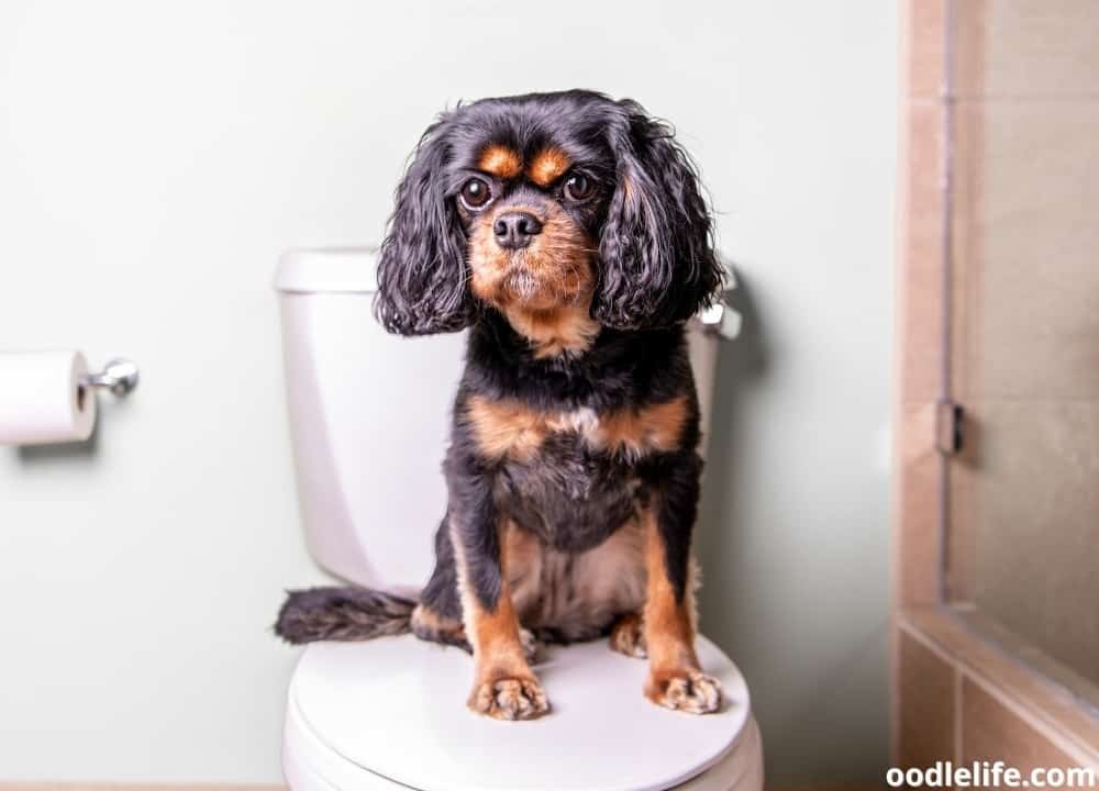 My Dog Has Diarrhea But Is Acting Fine