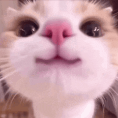 A fluffy white cat leaning into the camera