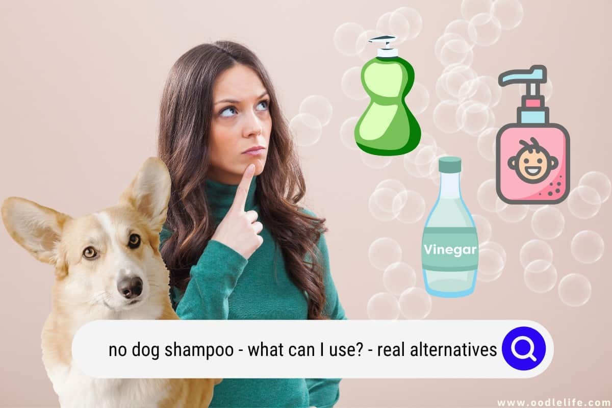 No Dog Shampoo What Can I Use? (Real Alternatives)