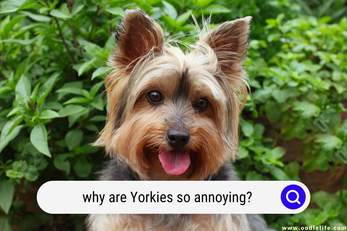 Why Are Yorkies SO Annoying?