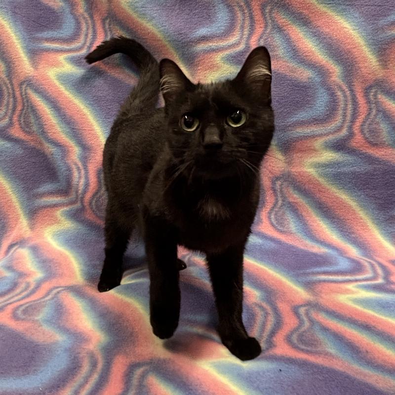 Adoptable Domestic Shorthair Cat ID 836083