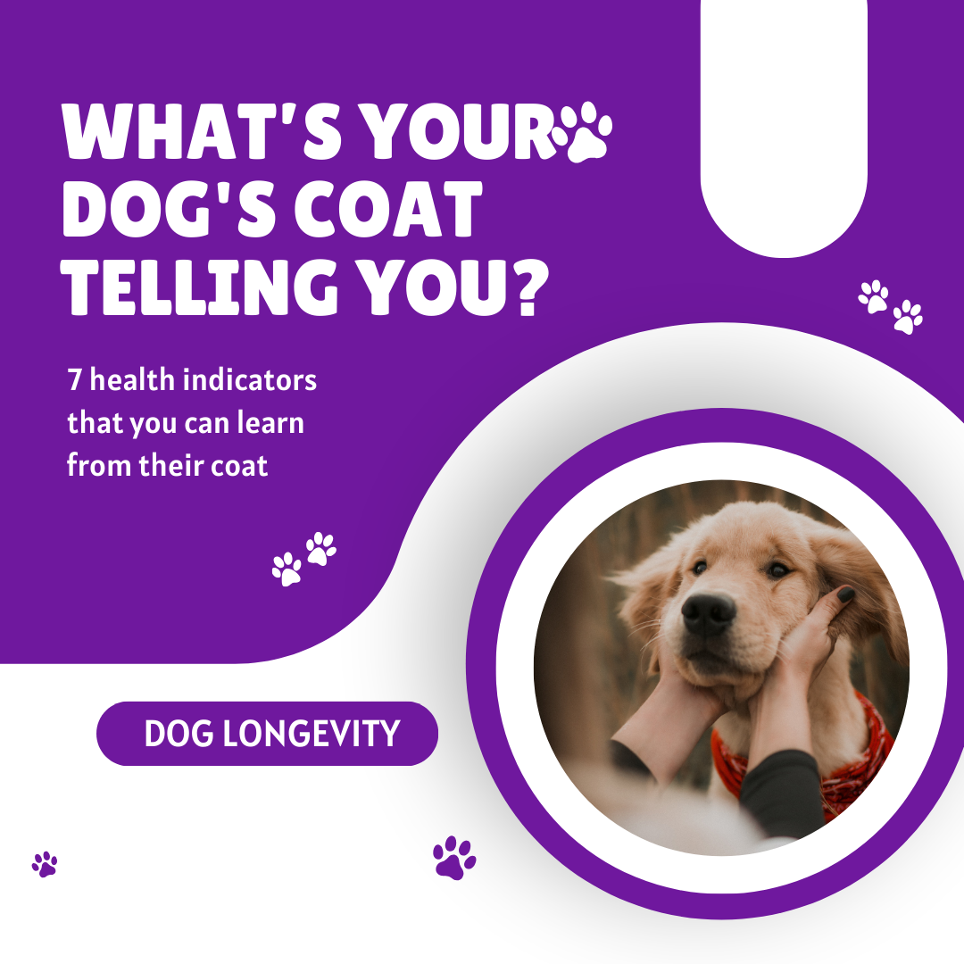 What's Your Dog's Coat Telling You?