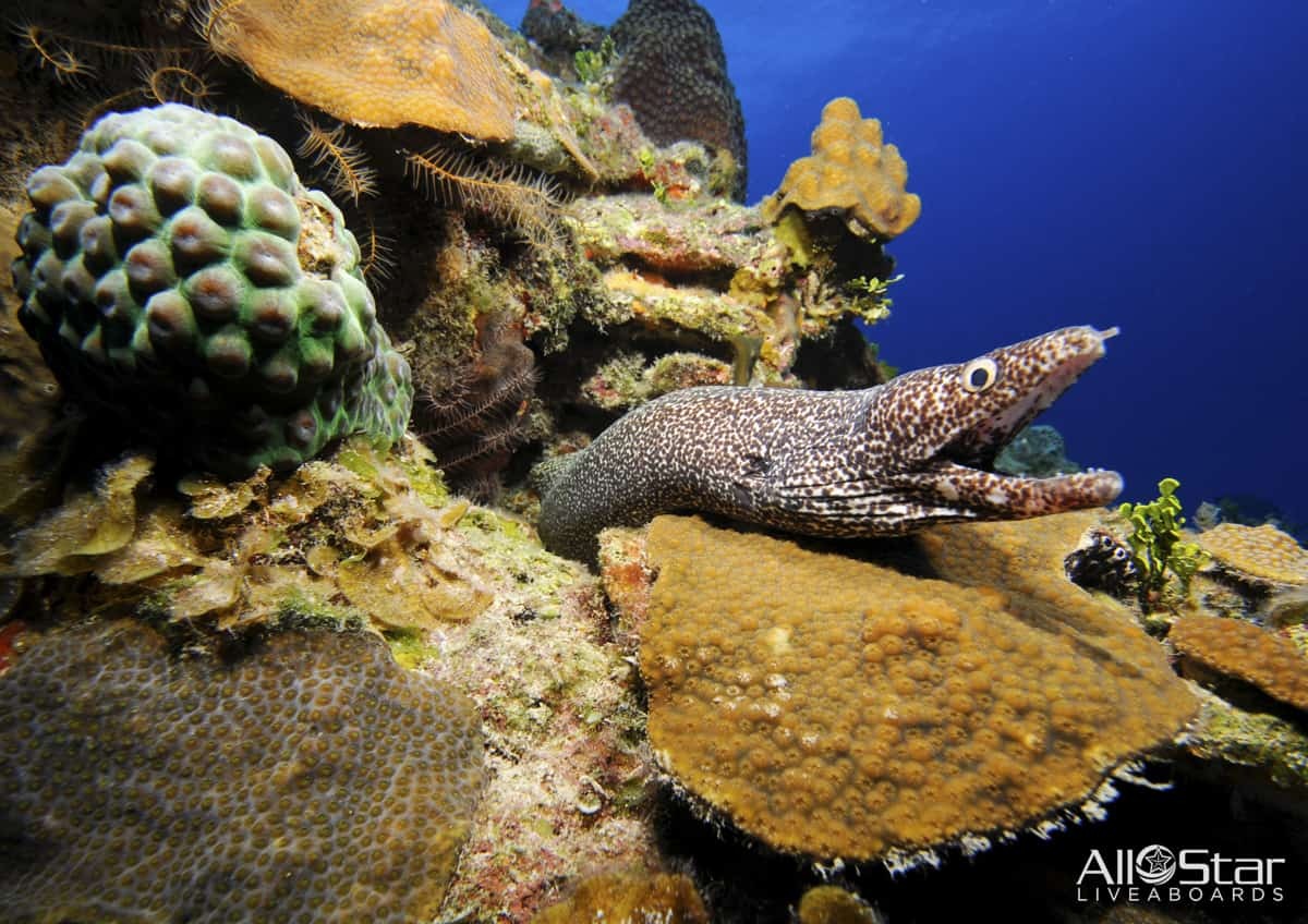 🎄 The Ultimate Christmas Gift for Ocean Lovers: