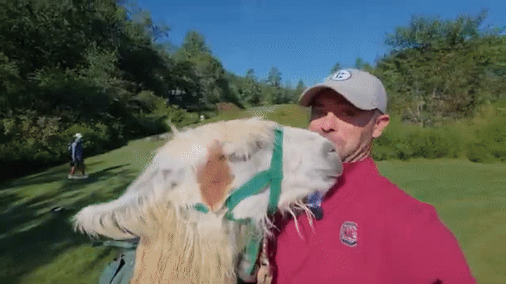 Bryan Bros playing golf with llama caddies