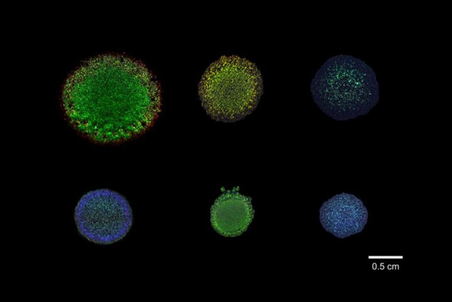 Flavobacterium IR1 colonies, wild type and moeA deletion mutant, grown on three different media