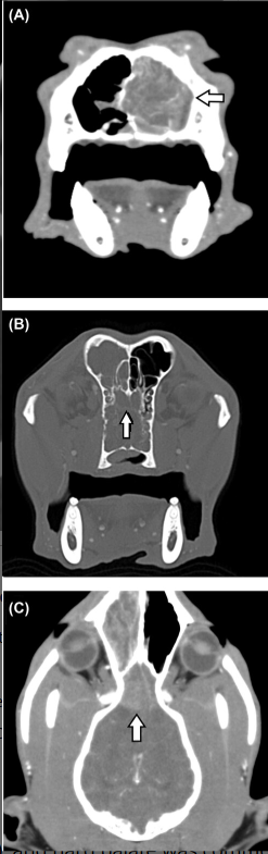 Fungal Clues in Feline and Canine Snoots: CT Scans Unmask Cryptococcus!