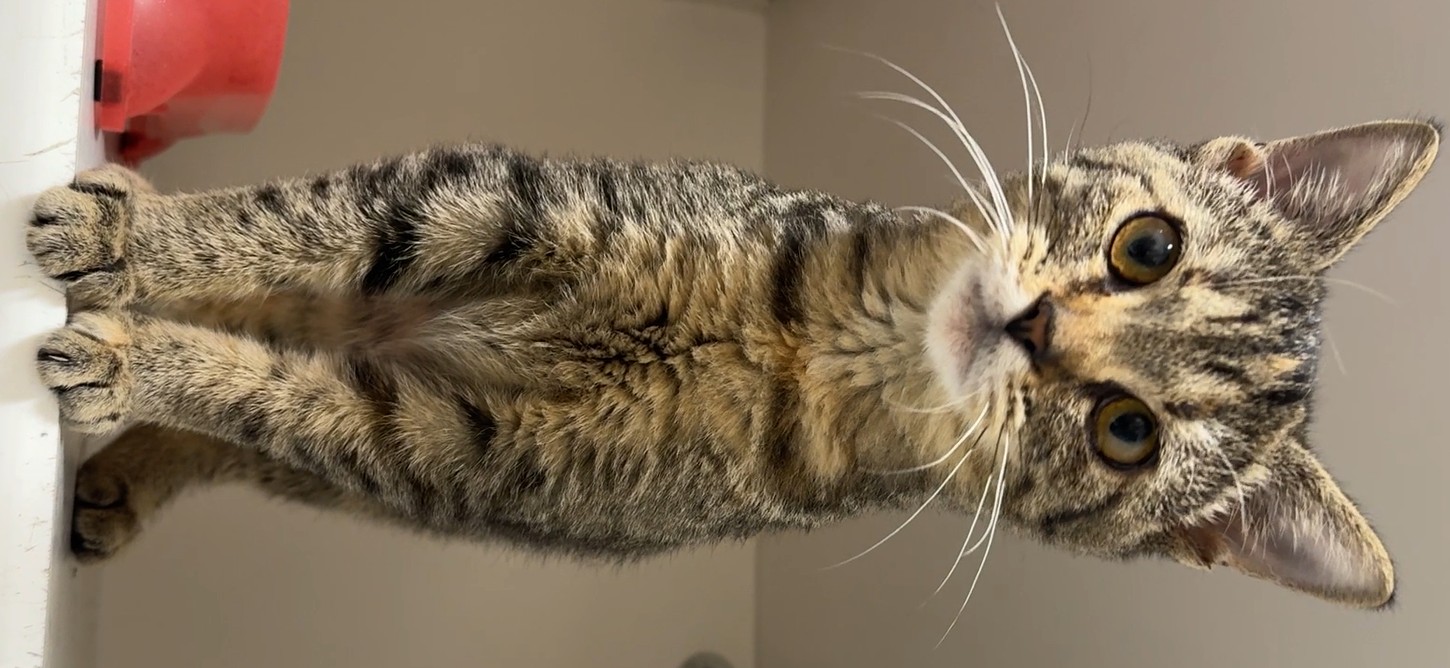 Delilah, an adoptable kitten at the Jefferson County Animal Resource Center