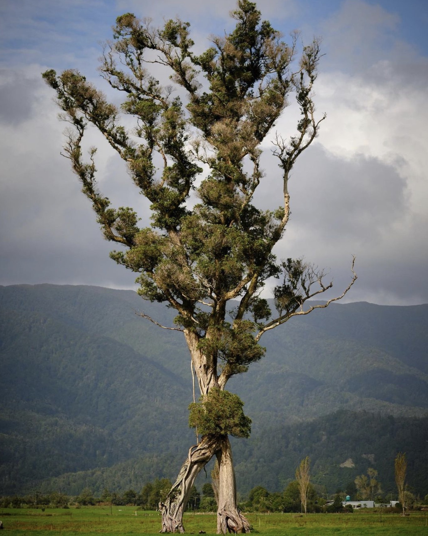 Tree In New Zealand Remarkably Resembles The Ent Trees From Lord of the ...