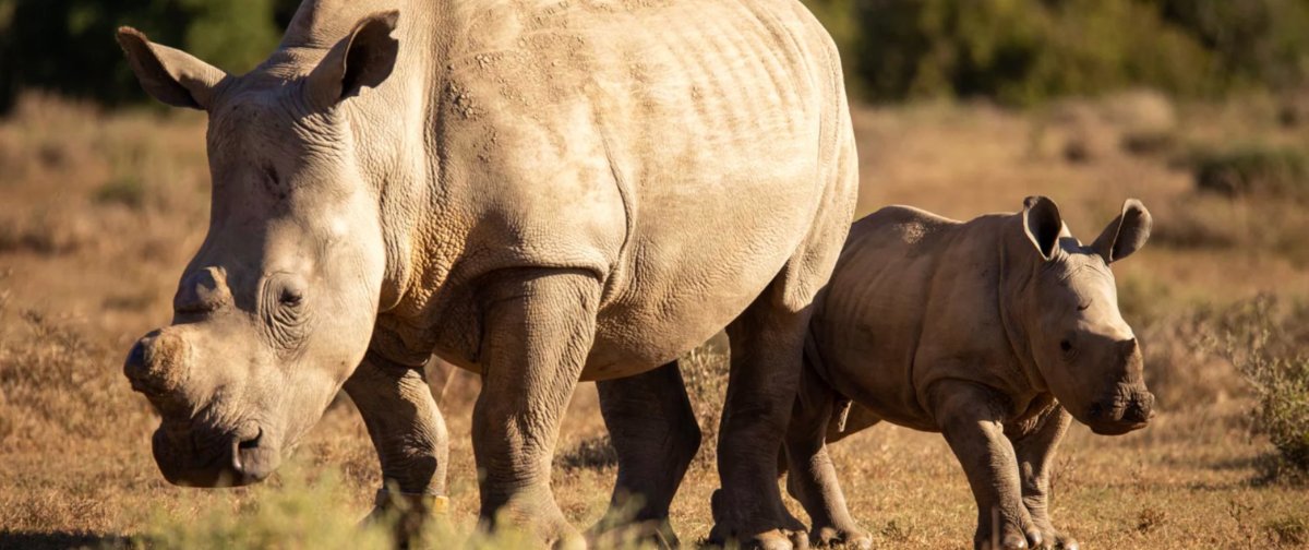 A white rhino and her calf on the reserve at first light