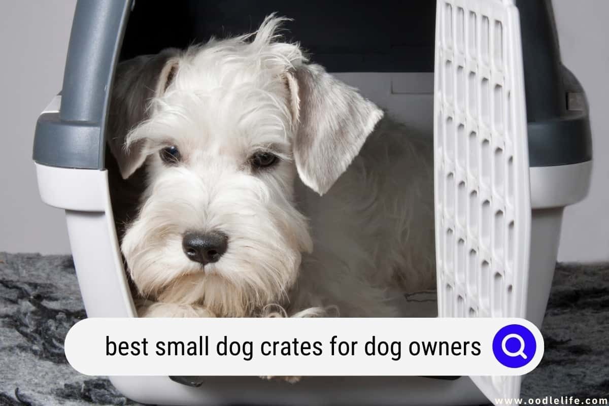 Beautiful view of Small Dog Crate For First-Time Owners