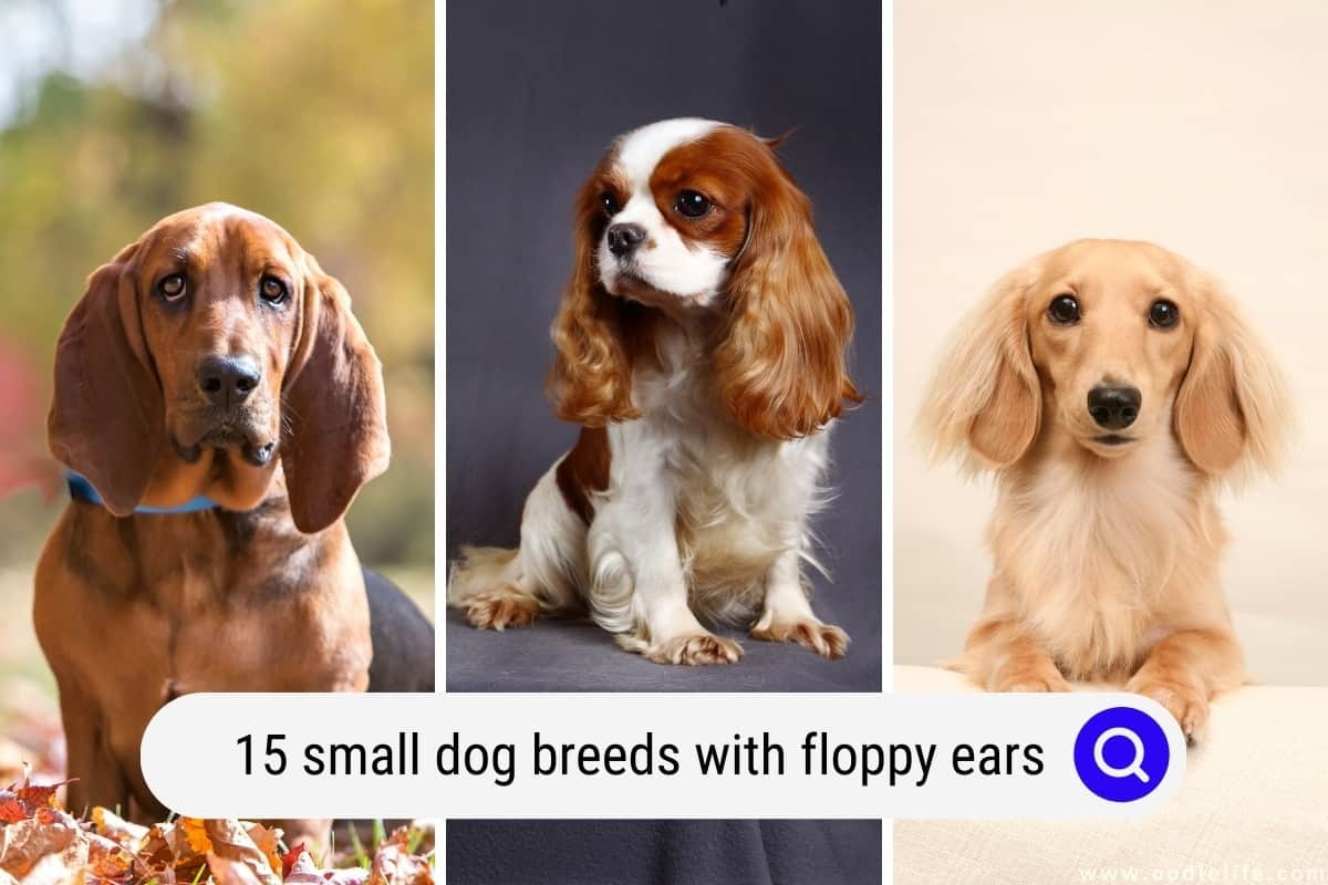 15 Small Dog Breeds With Floppy Ears 15 Small Dog Breeds With Floppy Ears