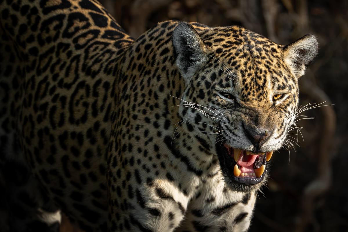 Jaguar portrait, Pantanal