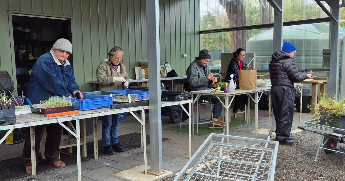 The Knox nursery that grows over 70,000 local plants a year