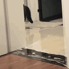 A spooky cat