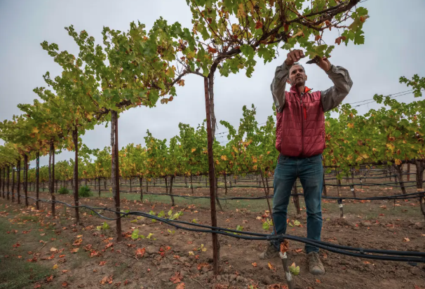 Could this grape help California winemakers adapt to climate change ...