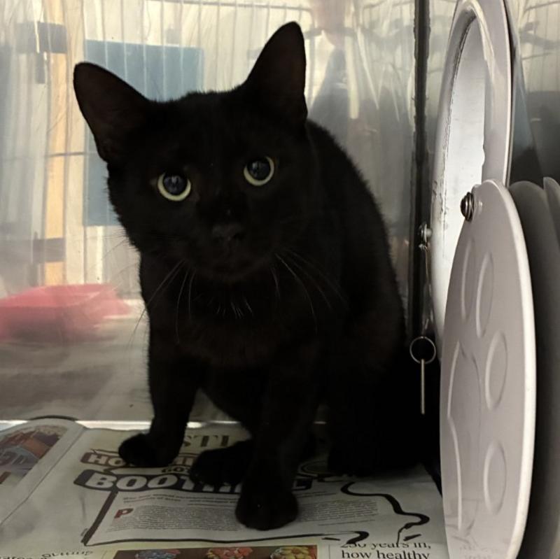 Barn cat 841141