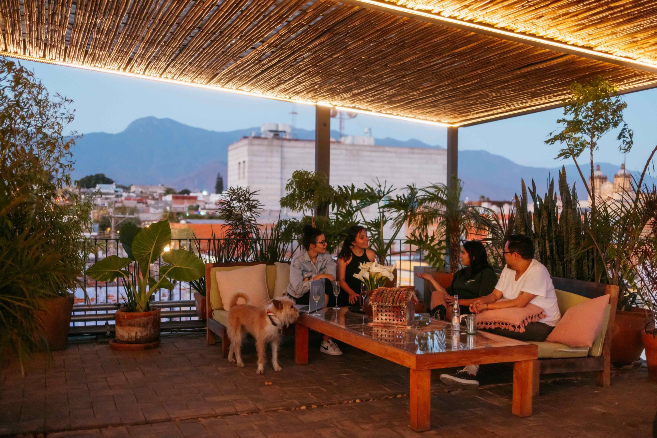 Guests and a dog on the shaded rooftop terrace