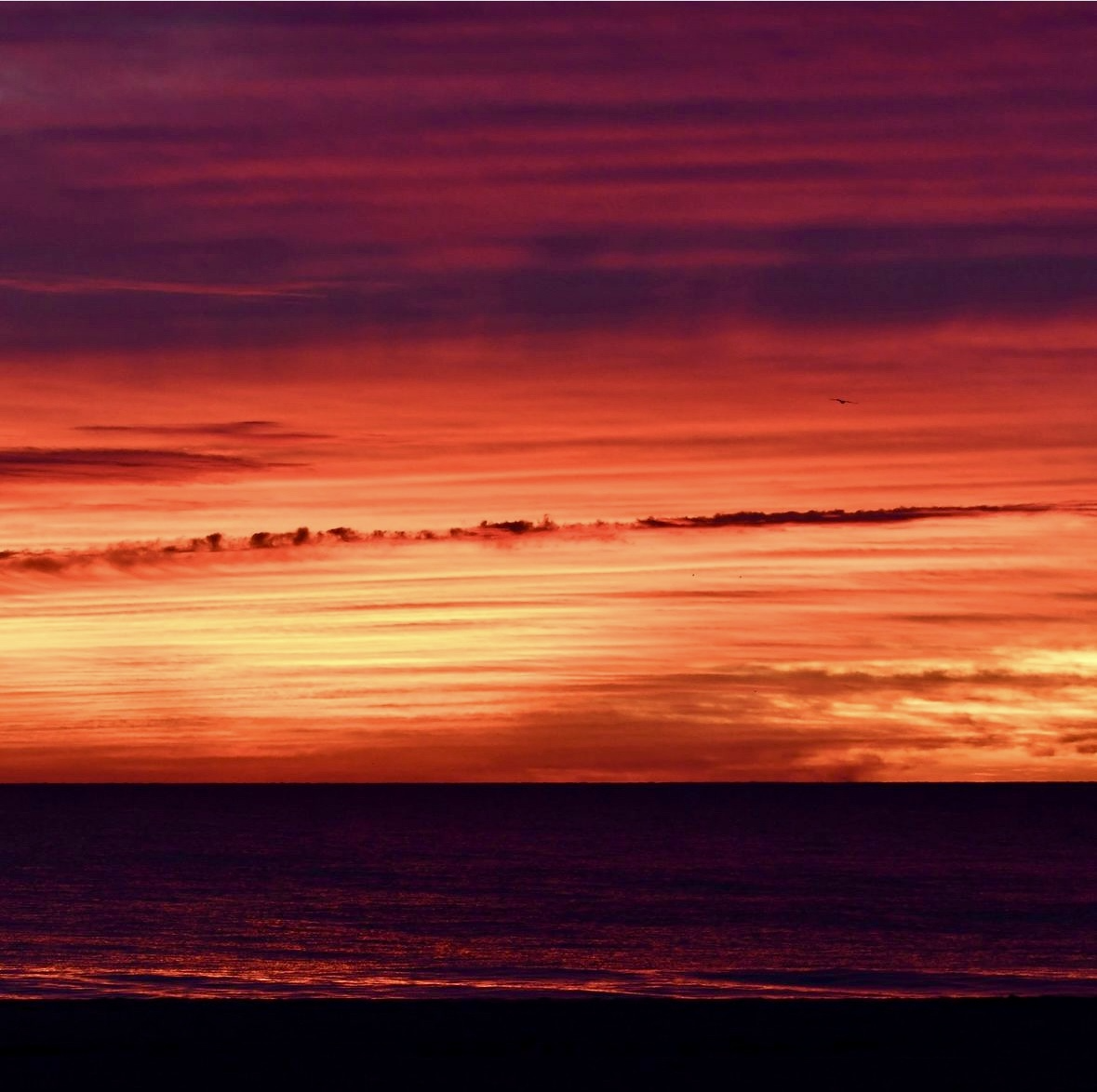 Where to Be in OCMD ~ November 24 - November 30, 2024   