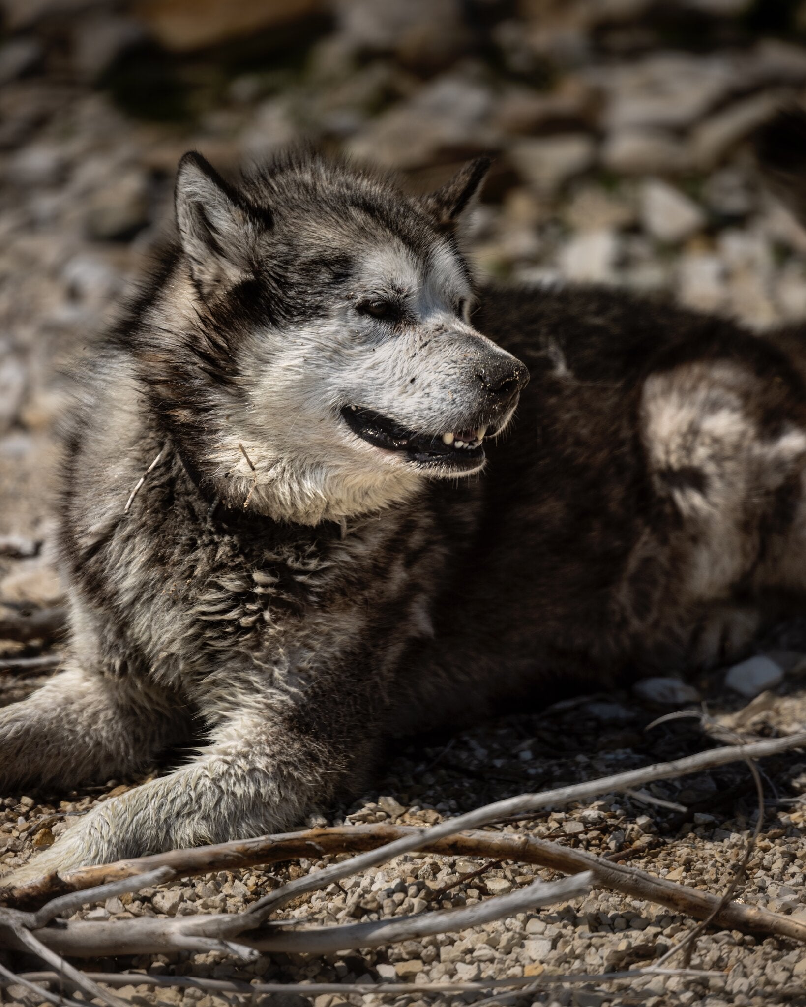 He Went Out on an Epic Wilderness Adventure. Only His Dogs Came Back