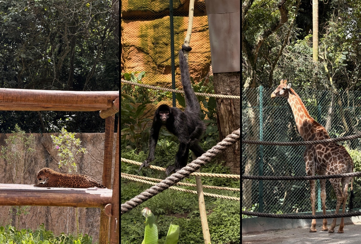 GoGet SAFARI | Simba Safári