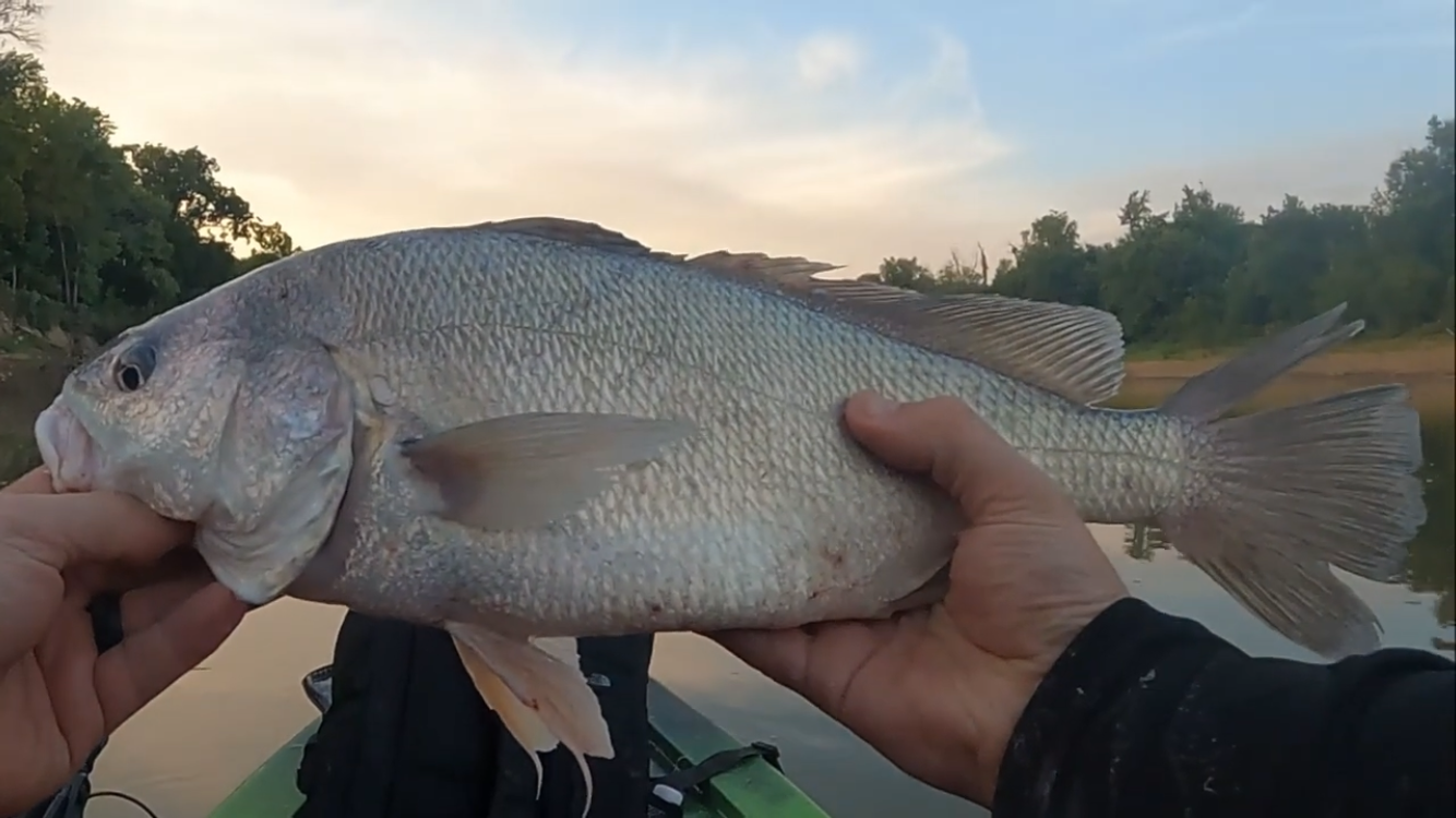 A large freshwater drum caught from a kayak on the Meramec River