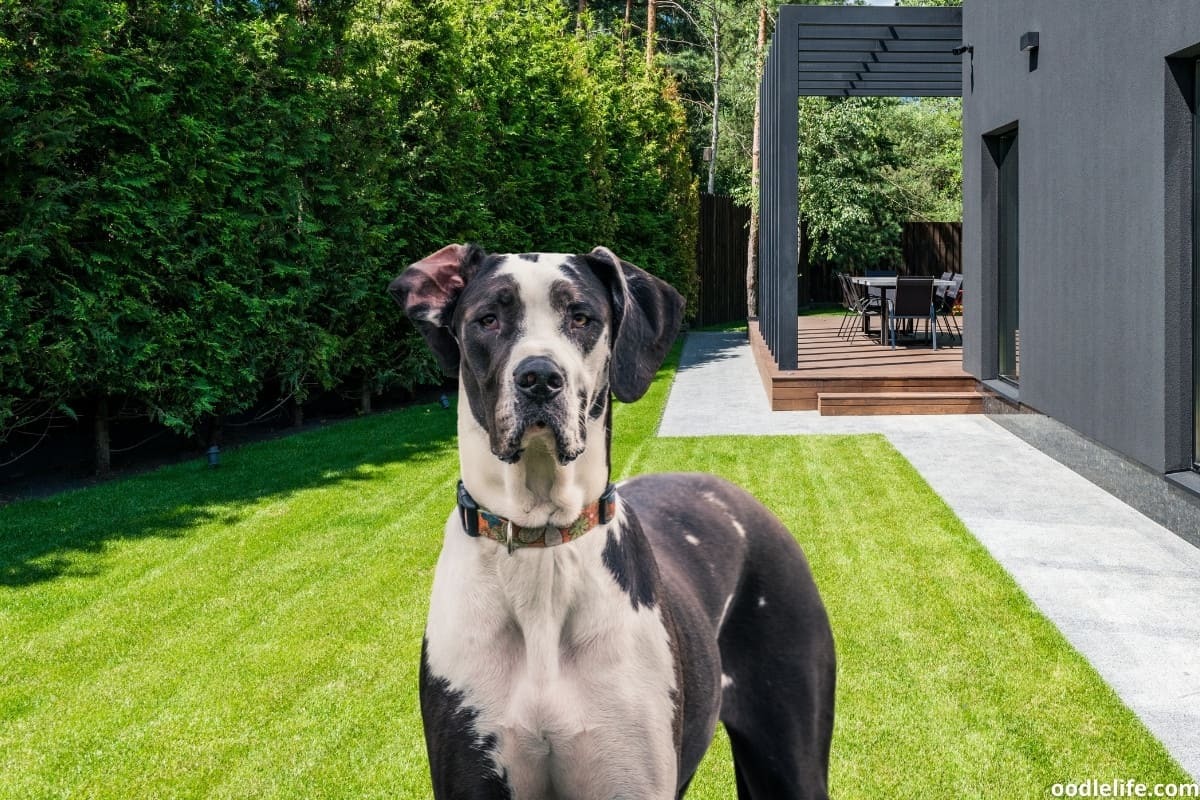 Do Great Danes Bark a Lot? [Help]