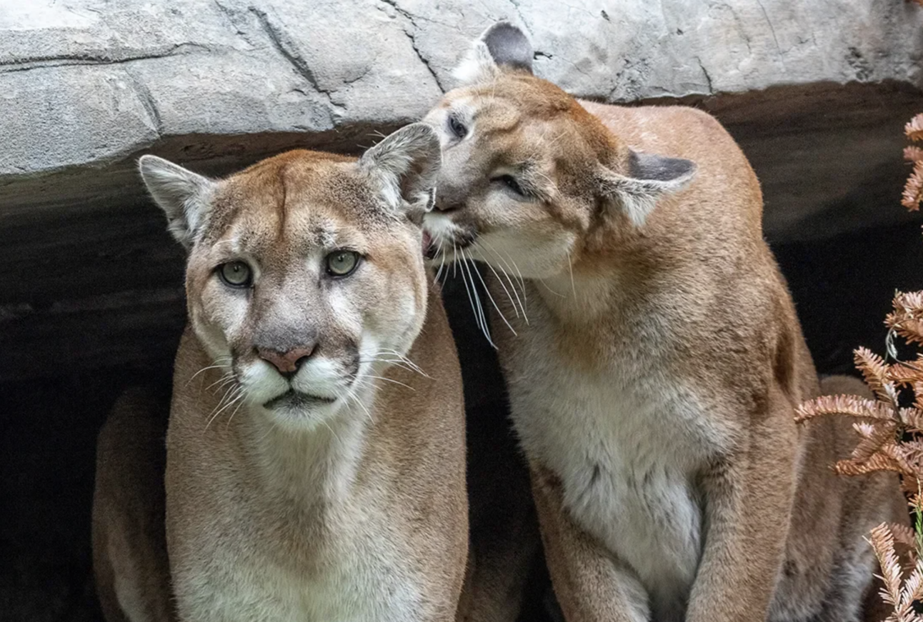 Mountain Lions Are Agressive, And Other Myths