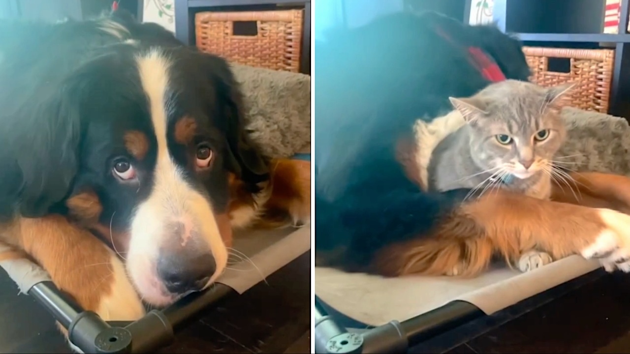Bernese Mountain Dog Hides Cat Under Her Chin bernese-mountain-dog-hides-cat-under-her-chin
