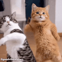 Two cats standing on their hind legs, dancing