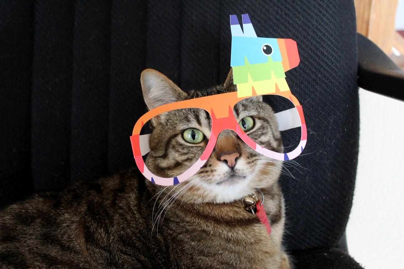 Is Cat Insurance Worth It?