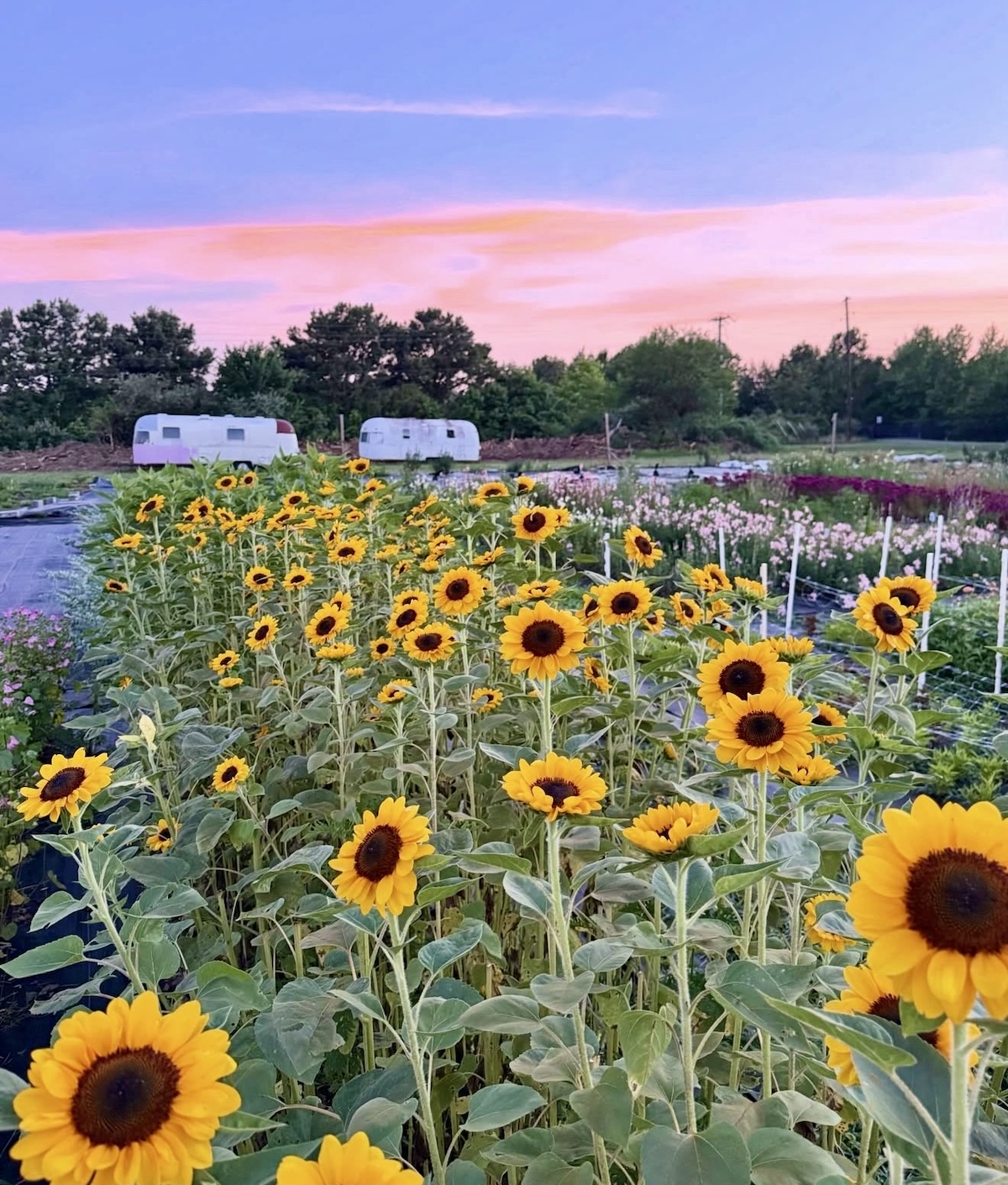 Things To Do in Ocean City, MD | July 19 - July 25, 2026                  