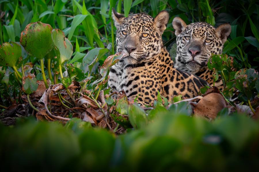Two jaguars together along the riverbank