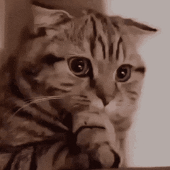 A teary-eyed tabby cat