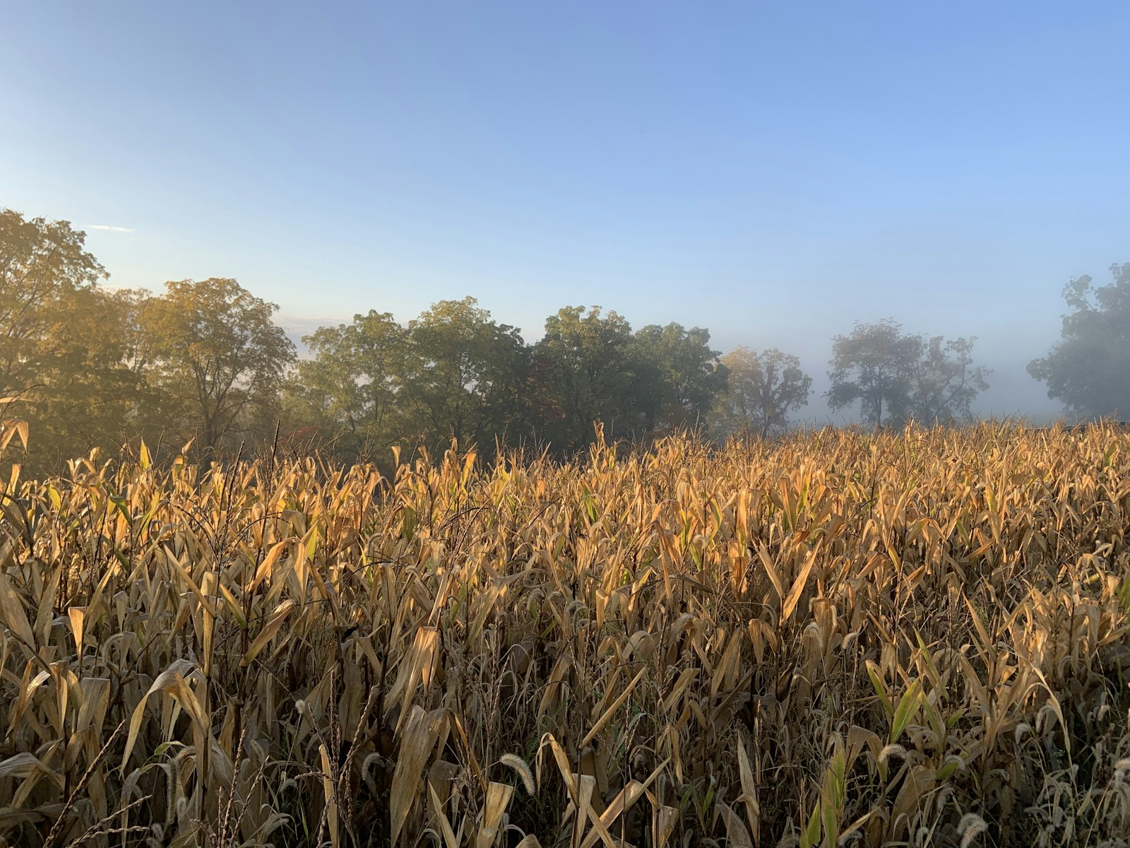 A field of corn under an overcast sky