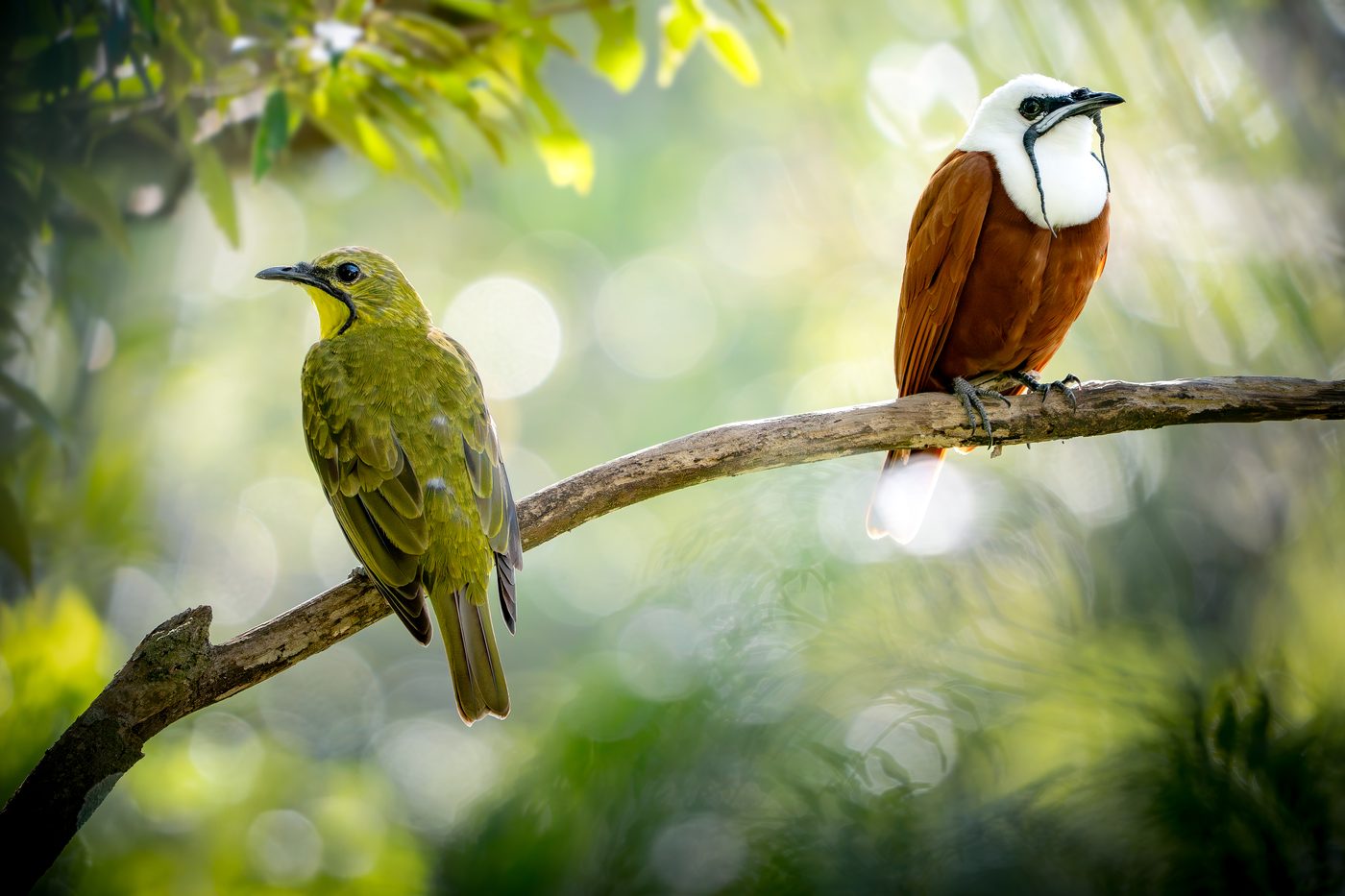 Three-wattled Bellbird pair on a branch, wattles visible hanging from the male's bill