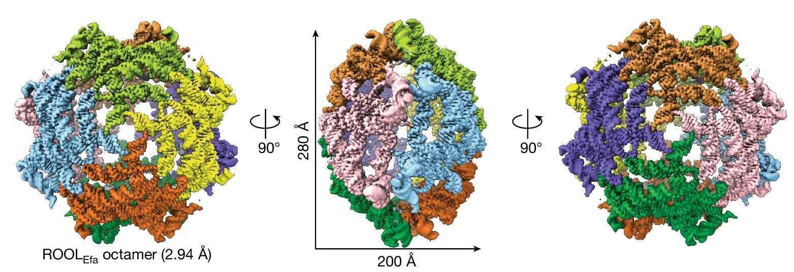 RNA Nanocages Breakthrough: ROOL Is Nature's RNA Origami!