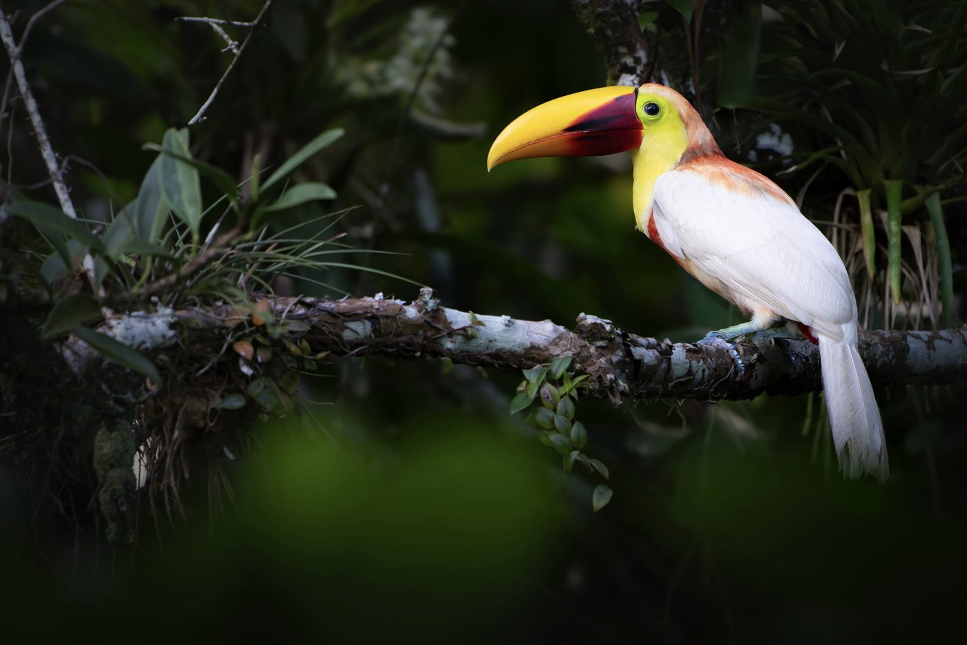 Leucistic Yellow-throated Toucan, white plumage where it should be black, perched on a mossy branch