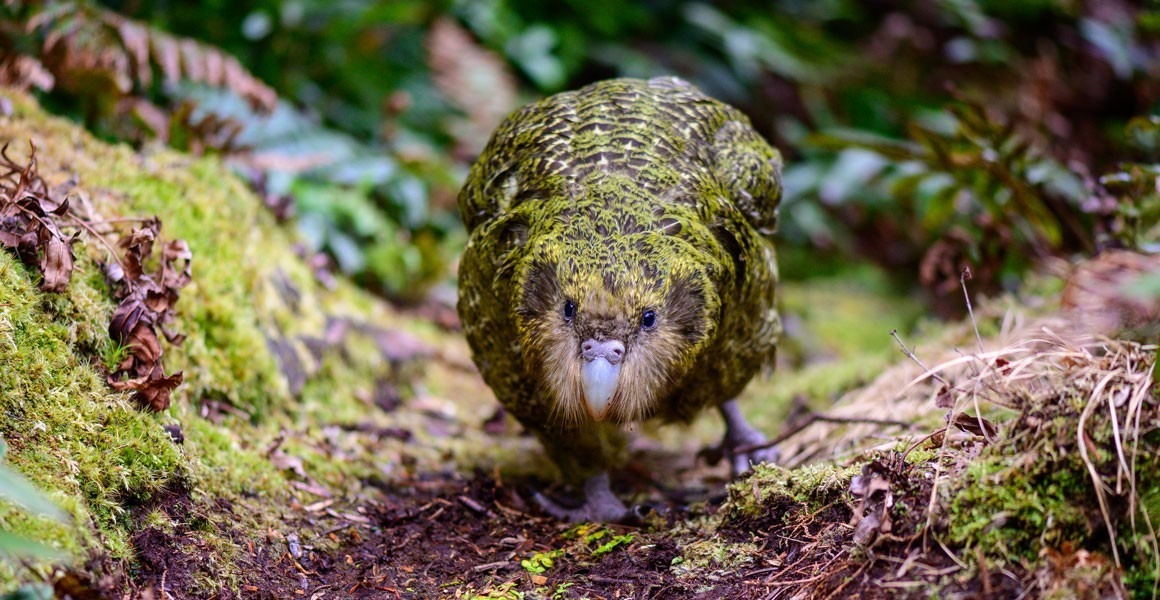 Meet the Kākāpō, an Endangered Flightless Parrot That Smells Good, and ...