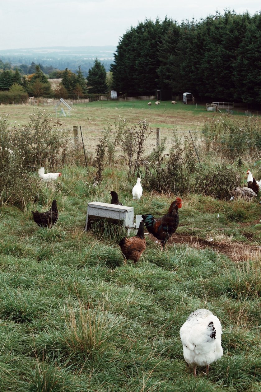 Free-range hens foraging in a frosty Guardswell Farm field