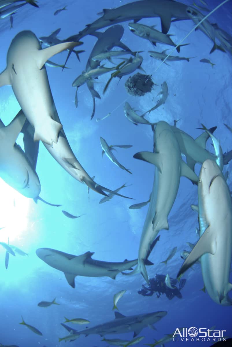 The Secret World of Sharks: 500+ Species, Rare Encounters & Where to Find Them